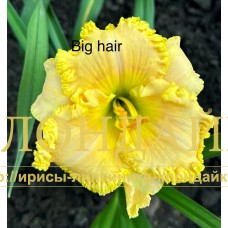 BIG HAIR