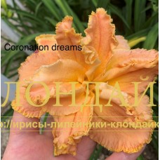 CORONATION DREAM