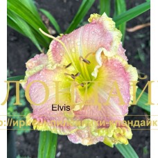 ELVIS