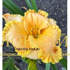 ENDURING BEAUTY