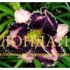 FABULOUS BLACK PEARL