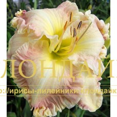 FANCY BORDER