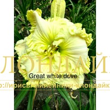GREAT WHITE DOVE