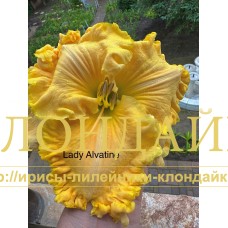 LADY ALVATINE