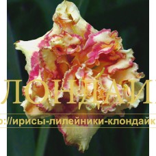 LOVELY AND AMAZING