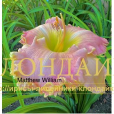 MATTHEW WILLIAM