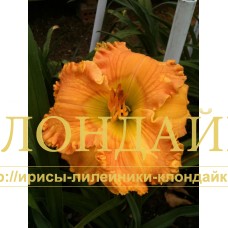 ORANGE BLOSSOM TRAIL