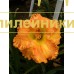 ORANGE BLOSSOM TRAIL
