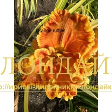 ORANGE RUFFLES