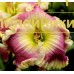 ORCHID LINEN