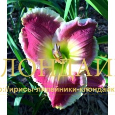 ORCHID LINEN