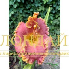ORCHIDS AND GOLD