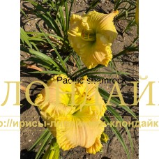 PACIFIC SHAMROCK