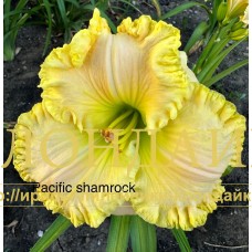 PACIFIC SHAMROCK