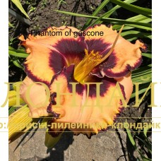 PHANTOM OF GASCONE