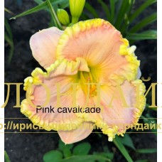 PINK CAVALCADE