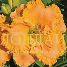 PONKAN ORANGE