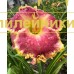 ROSE SENSATION