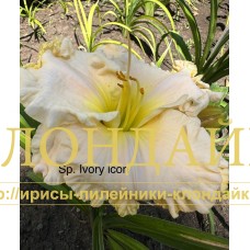 SP. IVORY ICON