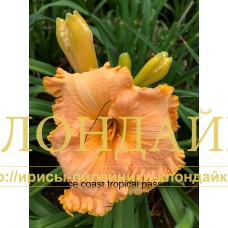 SP. TROPICAL PASSION