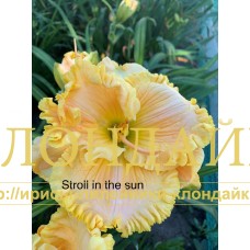 STROLL IN THE SUN