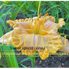 SWEET APRICOT HONEY
