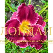 TAVARES FUCHSIA FANTASY