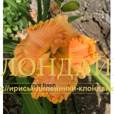 TROPICAL HOT FLASH