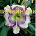 VIVID BUTTERFLY