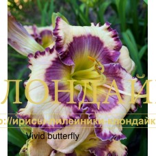 VIVID BUTTERFLY