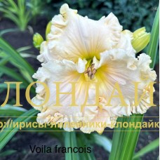 VOILA FRANCOIS
