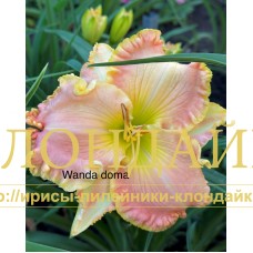 WANDA DOMA
