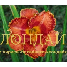 WILD APPLE AUTUMN