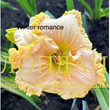 WINTER ROMANCE