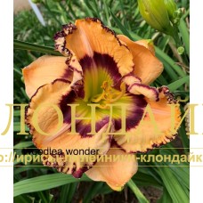WOODLEA WONDER