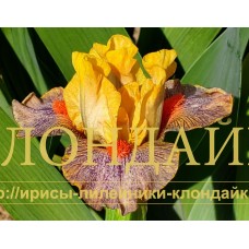BE BOLD ( SDB )