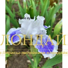 BIG BLUE EYES ( SDB )