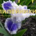 BIG BLUE EYES ( SDB )