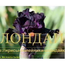 BLACK COMEDY ( IB )