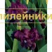 BLACK OLIVE ( MDB )