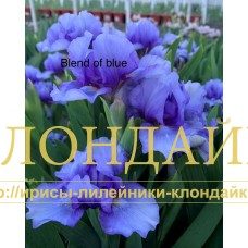 BLEND OF BLUE ( SDB )