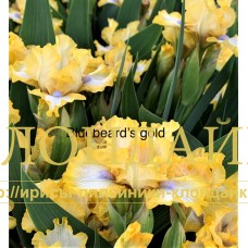 BLUEBEARD'S GOLD ( SDB )