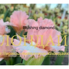 BLUSHING DIAMOND ( SDB )