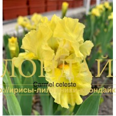 CARMEL CELESTE ( SDB )