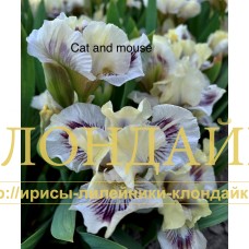 CAT AND MOUSE ( SDB )