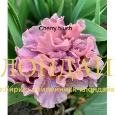 CHERRY BLUSH ( SDB )