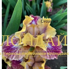 CIRCUS ACT ( SDB )