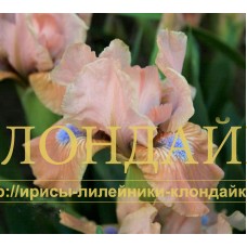 COCOA PINK ( SDB )