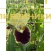COCONINO ( SDB )
