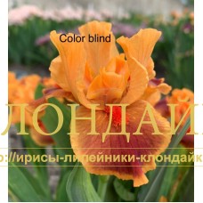 COLOR BLIND ( SDB )